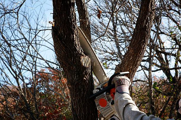 Best Emergency Tree Removal  in Harlan, IN